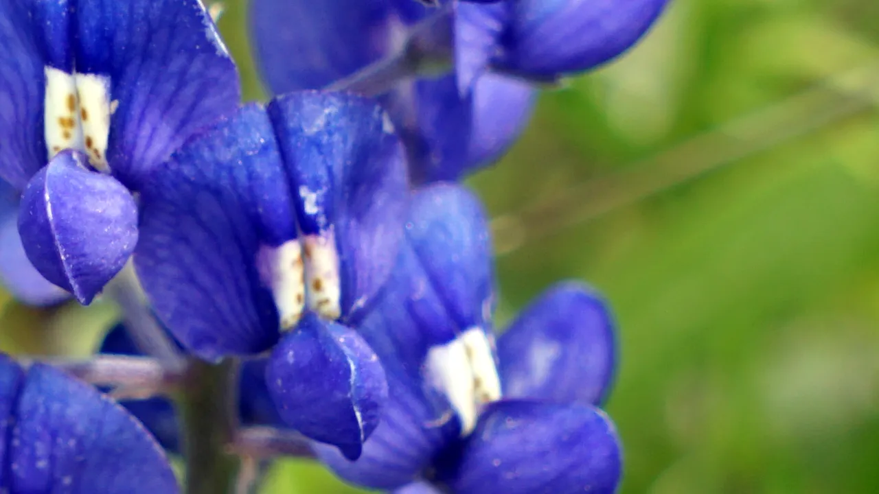 Abstract bluebonnet brand background for The Ellis Feed